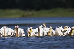 Great White Pelican (Pelecanus onocrotalus) in the Danube Delta