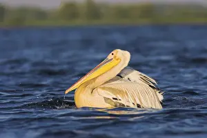 Images Dated 19th July 2006: Great White Pelican (Pelecanus onocrotalus) in the Danube Delta