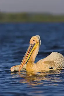 Great White Pelican (Pelecanus onocrotalus) in the Danube Delta