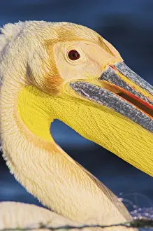Great White Pelican (Pelecanus onocrotalus) in the Danube Delta