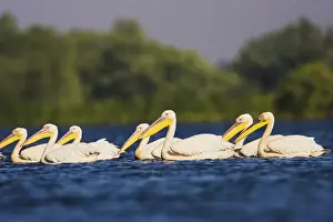Images Dated 19th July 2006: Great White Pelican (Pelecanus onocrotalus) in the Danube Delta