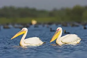 Great White Pelican (Pelecanus onocrotalus) in the Danube Delta. Europe, Eastern Europe