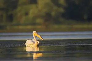 Images Dated 22nd July 2006: Great White Pelican (Pelecanus onocrotalus) in the Danube Delta. Europe, Eastern Europe