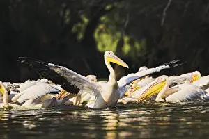 Great White Pelican (Pelecanus onocrotalus) in the Danube Delta. Europe, Eastern Europe