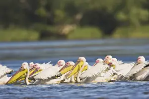 Great White Pelican (Pelecanus onocrotalus) in the Danube Delta