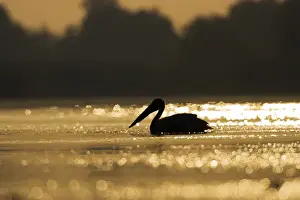 Images Dated 23rd July 2006: Great White Pelican (Pelecanus onocrotalus) in the Danube Delta. Europe, Eastern Europe
