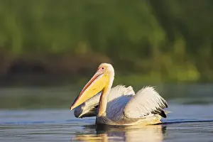 Great White Pelican (Pelecanus onocrotalus) in the Danube Delta. Europe, Eastern Europe
