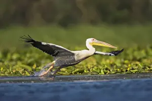 Great White Pelican (Pelecanus onocrotalus) in the Danube Delta taking off for flight