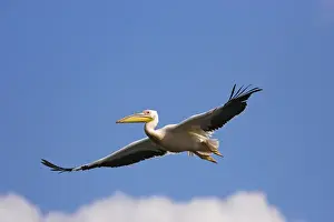 Great White Pelican (Pelecanus onocrotalus) flying in the Danube Delta. Europe