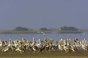 Images Dated 13th November 2006: Great White Pelicans (Pelecanus onocrotalus). At salt pans of Runn of Kutch. Gujarat