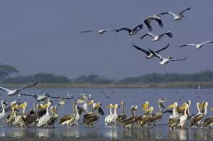 Images Dated 13th November 2006: Great White Pelicans (Pelecanus onocrotalus). At salt pans of Runn of Kutch. Gujarat