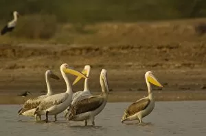 Images Dated 15th November 2006: Great White Pelicans (Pelecanus onocrotalus). Velavadar National Park. Gujarat. SW INDIA