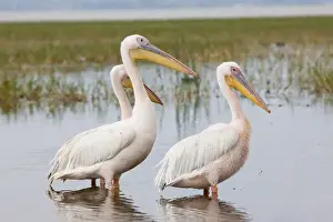 Images Dated 9th February 2010: Great White Pelikan (pelecanus onocrotalus) colony near the shore of Lake Awasa. Africa