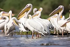 Water Bird Prints: Great White Pelikan (pelecanus onocrotalus) near the shore of Lake Chamo in Nechisar