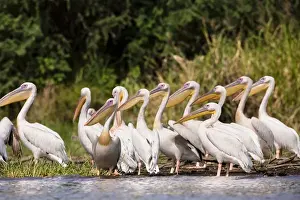 Great White Pelikan (pelecanus onocrotalus) near the shore of Lake Chamo in Nechisar