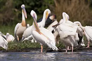 Images Dated 4th February 2010: Great White Pelikan (pelecanus onocrotalus) near the shore of Lake Chamo in Nechisar
