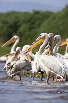 Great White Pelikan (pelecanus onocrotalus) near the shore of Lake Chamo in Nechisar