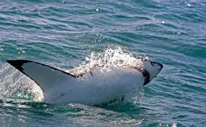Great White Shark (Carcharodon carcharias) breaks the surface of the water while