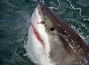 Climb Prints: Great White Shark (Carcharodon carcharias) breaks the surface of the water in Capetown