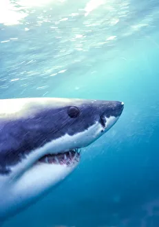 Fish Prints: Great White Shark (Carcharodon Carcharias) South Africa