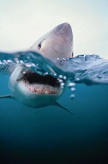 Images Dated 10th March 2018: Great White Shark (Carcharodon Carcharias) South Africa