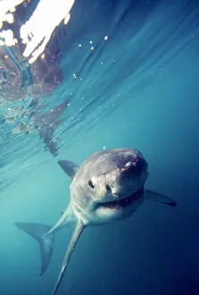 Images Dated 10th March 2018: Great White Shark (Carcharodon Carcharias) South Africa