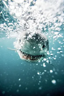 Images Dated 16th October 2017: Great White Shark (Carcharodon Carcharias) South Africa