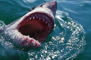 Fish Prints: Great White Shark, near Gansbaii, South Africa