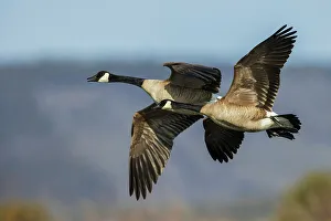 Waterfowl Prints: Greater Canada geese in flight over a Colorado autumn wetlands