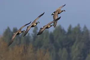 Ken Archer Prints: Greater Canada geese flying