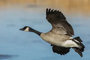 Images Dated 24th October 2021: Greater Canada goose
