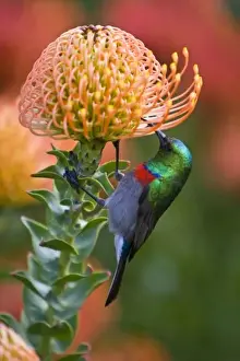 Sunbird Prints: Greater Double-collared Sunbird feeds on Pincushion Protea at Kirstenbosch National