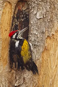 Images Dated 9th April 2010: Greater Flameback Woodpecker scouting for nesting site