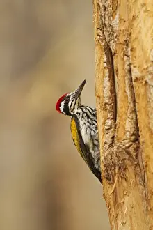Tadoba National Park Prints: Greater Flameback Woodpecker scouting for nesting site