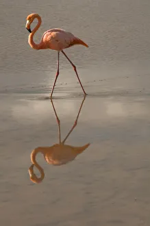 Neck Prints: Greater Flamingo, Ecuador