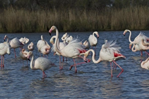 Images Dated 18th April 2012: Greater Flamingo, Parc Ornithologique de Pond de Gau, Camargue Region of France