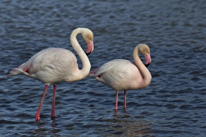 Images Dated 18th April 2012: Greater Flamingo, Parc Ornithologique de Pond de Gau, Camargue Region of France