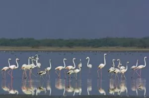 Images Dated 13th November 2006: Greater Flamingo (Phoenicopterus ruber). Salt pans of Runn of Kutch. Gujarat. SW INDIA