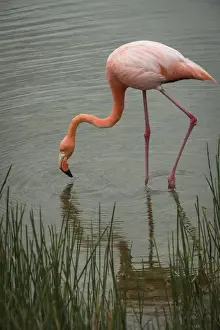 Images Dated 9th December 2014: Greater Flamingo (Phoenicopterus ruber) Punta Moreno Isabela Island
