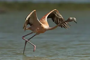 Red Mangrove Prints: Greater Flamingo (Phoenicopterus ruber) and Red Mangrove Islet (Rizophora mangle)