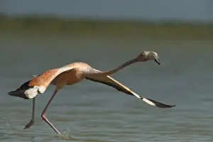 Images Dated 29th October 2009: Greater Flamingo (Phoenicopterus ruber) and Red Mangrove Islet (Rizophora mangle)