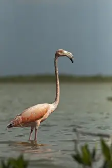 Images Dated 29th October 2009: Greater Flamingo (Phoenicopterus ruber) and Red Mangrove Islet (Rizophora mangle)