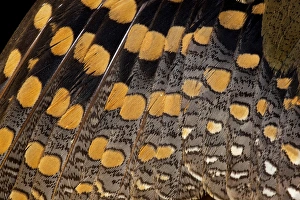 Golden Prints: Greater Painted Snipe = Crostratula benghalensis