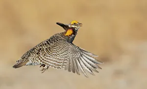 Lekking Prints: Greater prairie chicken flying, eastern Colorado plains, USA