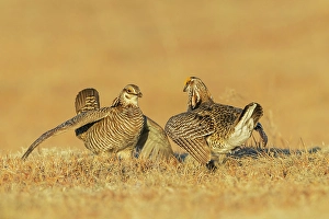 Dance Prints: Greater prairie chicken males face off over territory dispute