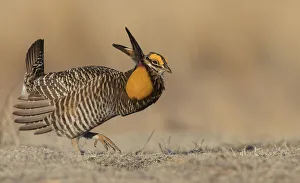 Nature Prints: Greater prairie chicken, morning dance