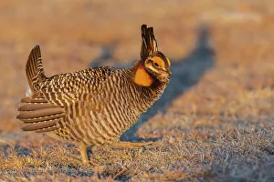 Glow Prints: Greater prairie chicken, morning dance on the lek in North-eastern Colorado