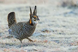 Lekking Prints: Greater prairie chicken, strolling its territory, Colorado eastern plains, USA