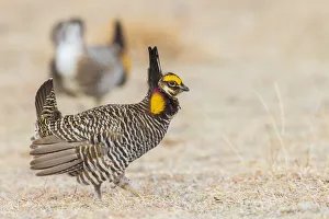 Images Dated 21st October 2021: Greater prairie chickens, competing males