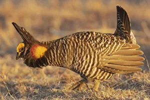 Great Plain Prints: Greater prairie chickens, courtship display